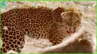 Merciless Moments Baboons Kill Leopards To Avenge Their Baby  Animals Fight wanimalus [upl. by Ibur]