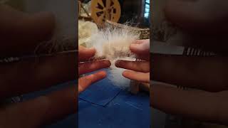 Dehairing a Pygora fleece with Louet Mini Combs [upl. by Dewees576]