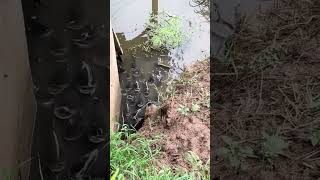 Ổ hôm nay cuốn fishing fish carpfishing fishinglife carp food tamtrang cauca cover funny [upl. by Miller]