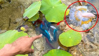 Unbelievable Unique Catch Betta Fish Catching And Finding A Lot Of Fish In Lotus Lake [upl. by Noleta]