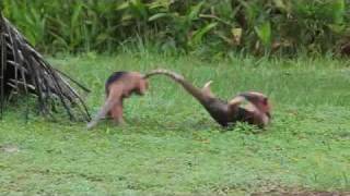 Anteaters Fight in the Wildwmv [upl. by Riker]