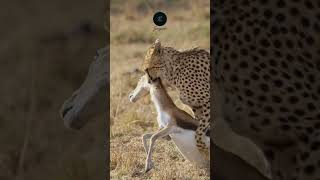 Cheetah Drags Its Gazelle Kill Across the Serengeti  Safari with Zangada Africa wildlife africa [upl. by Ardnalak903]