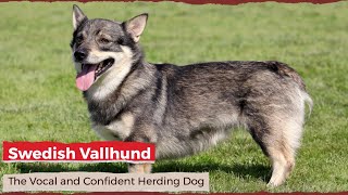 Swedish Vallhund  The Vocal and Confident Herding Dog [upl. by Laforge521]