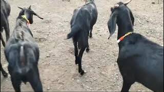 Pivr Osmanabadi goat aavelebl for selling contyak no 9359344322 [upl. by Savdeep]