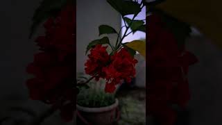 gcam grapey cover music coversong song mashup bollywoodlofi flowers t1rphotography [upl. by Rudelson]