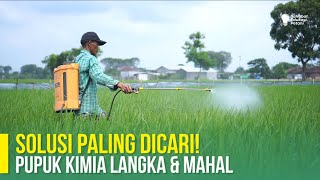 KUNCI SUKSES TANAM PADI PUPUK DIKURANGI HASIL BERTAMBAH [upl. by Vince]