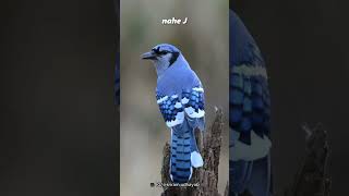 The Blue Jay 💙💙 birds animals [upl. by Yob]