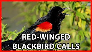 RedWinged Blackbird Calls [upl. by Picardi]