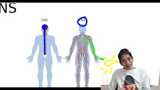 SPINAL CORD ANATOMY PART 1  NEET PG FMGE [upl. by Toomay]