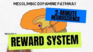 2Minute Neuroscience Reward System [upl. by Philippa]