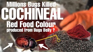 Why Red Food Colour is made by killing millions of bugs in a day [upl. by Llenyl]