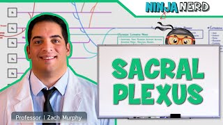 Neurology  Sacral Plexus [upl. by Neicul]