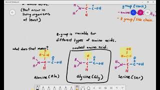 28 Introduction to Proteins and Amino Acids Cambridge International AS amp A Level Biology [upl. by Adnohsat]