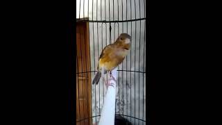 Kenari gacor full isian Lovebird durasi 1 menit [upl. by Drannel]