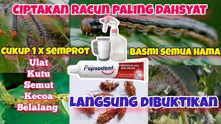 Racun insektisida organik paling dahsyat basmi semua hama [upl. by Joe]