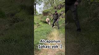 Alcaponun şakası yok [upl. by Asatan]