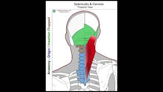 Splenius Capitis  Anatomy Perspective [upl. by Amatruda]