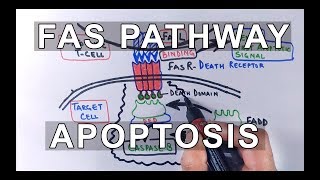 Extrinsic Pathway of Apoptosis  FAS Ligand Mediated [upl. by Aicilak755]