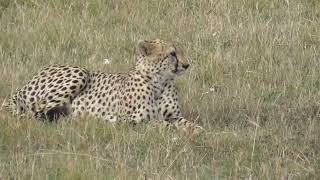 Masai Mara the safari [upl. by Tadich993]