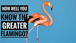 Greater Flamingo  Description Characteristics and Facts [upl. by Soulier]