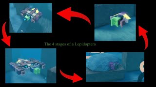 the 4 stages of a lepidoptera  mini evolve documentary [upl. by Ahsirkal]