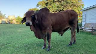 Champion Brahman Stud Bull brahmanbull beef stud cowvideos [upl. by Franklin]