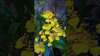 Kandyan Dancer orchid flowers Oncidium sphacelatumNature🌻🍃 [upl. by Eerised998]