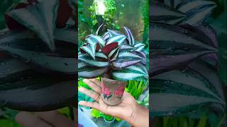 Wandering Jew Plant propagation with zero cost trending propagation shorts [upl. by Ayeki]