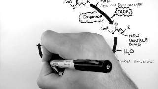 Cellular Respiration 4  BetaOxidation [upl. by Anyar]