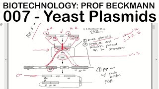 Biotechnology 007 Yeast Plasmids Prof Beckmann [upl. by Arracot421]