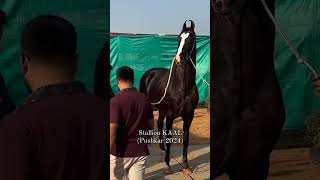 Stallion kaal at pushkar mela 2024 pushkarmela marwarihorse [upl. by Anilac]