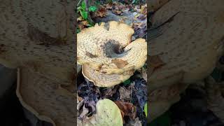 Massive Dryads Saddle Mushroom 🍄 [upl. by Nnahgaem]