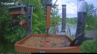 Pileated Woodpecker Hangs From Upside Down Suet Feeder – June 7 2018 [upl. by Navinod715]