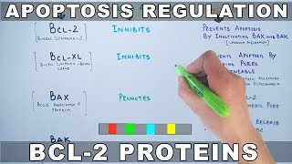 Apoptosis Regulation by Genes  Bcl2 Family [upl. by Nunes969]