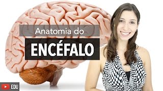 Sistema Nervoso 26 Anatomia do Encéfalo e Estruturas de Proteção  Anatomia e etc [upl. by Aryan]