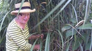 How To Care For A Miscanthus Giganteus  wwwWindDancerGardencom [upl. by Circosta872]