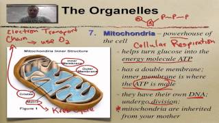 Chapter 7 Part 7  Mitochondria amp Chloroplasts [upl. by Senoj45]