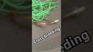 Cross breeding guppy fish 🐠shortsfeed fish shortscrossbreeding guppyimportantguppy exoticfish [upl. by Anos]