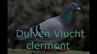 Duiven Vlucht Clermont [upl. by Laura]