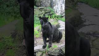 Jaguar Growls wildlife royaltyfree soundeffects nature freesounds [upl. by Anaeg]