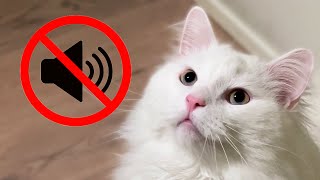 5 facts about deaf cats [upl. by Ardnuhs]