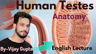 Structure Of Testis In English  Male Reproductive System Class12 Chapter3 [upl. by Yur]