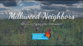 Milkweed Neighbors Who is living on your milkweed [upl. by Golden]