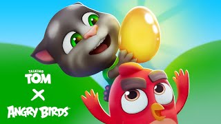 Angry Birds X Talking Tom 🌟🪺🤩 Now You See Egg [upl. by Edelsten]