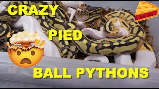 OrangeDream YellowBelly Fire Pied Ball Python Clutch [upl. by Yrolam]