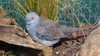 La Colombe diamant ou Géopélie diamant [upl. by Eitteb]