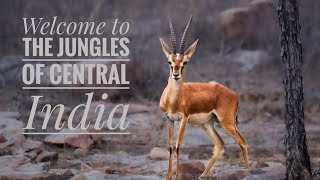 Wildlife of Central India madhyapradesh mptourism shortvideo [upl. by Lorn]