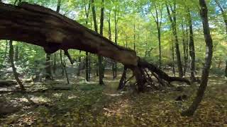 Giant Fathom E test  electric bike forest ride [upl. by Eislrahc]