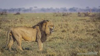 El Rey Africano  Documental de Leones [upl. by Yung]