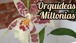 Creo que tengo dos orquídeas Miltonias 😀😀😀😀😀 [upl. by Persons298]